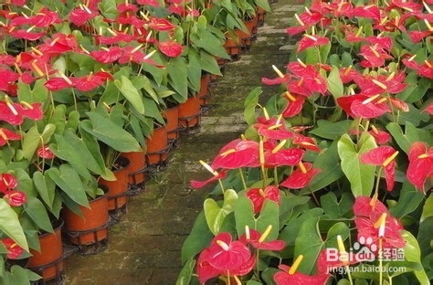 火鹤花和红掌区别是什么