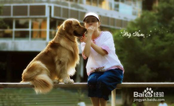 如何挑选优质的金毛猎犬