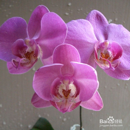 蝴蝶兰不开花是怎么回事?