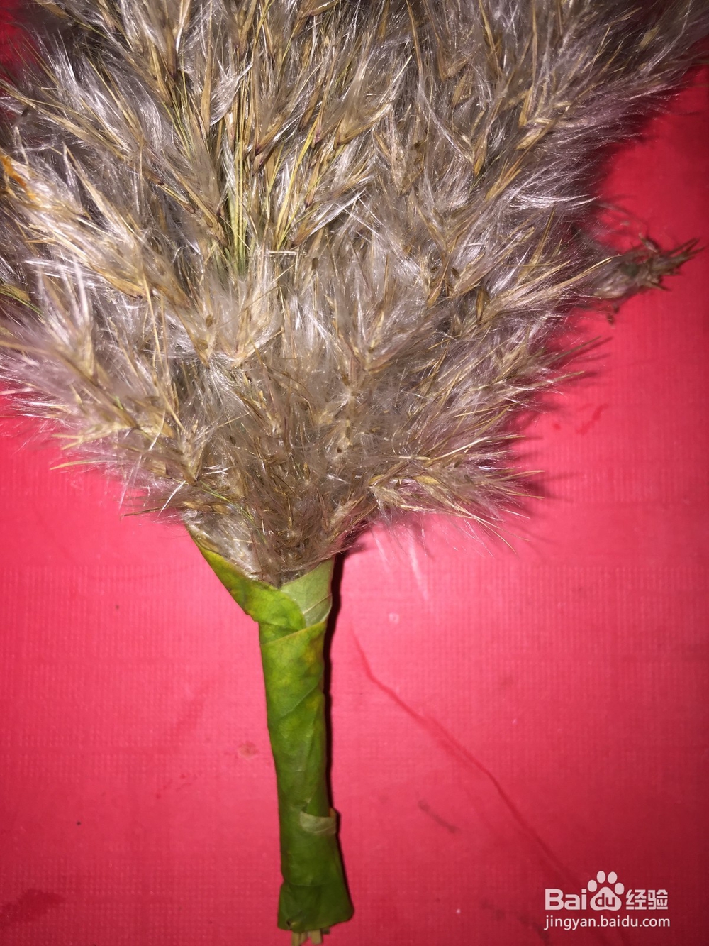 树叶手工——芦苇花束