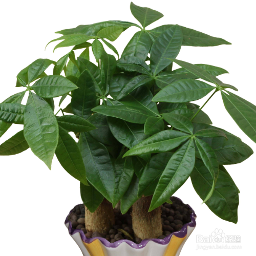 发财树掉叶子一碰就掉