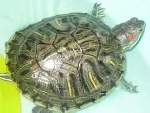 翡翠巴西龟怎么养