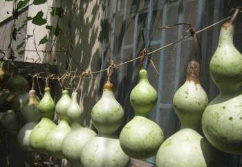 青葫芦怎么变干葫芦