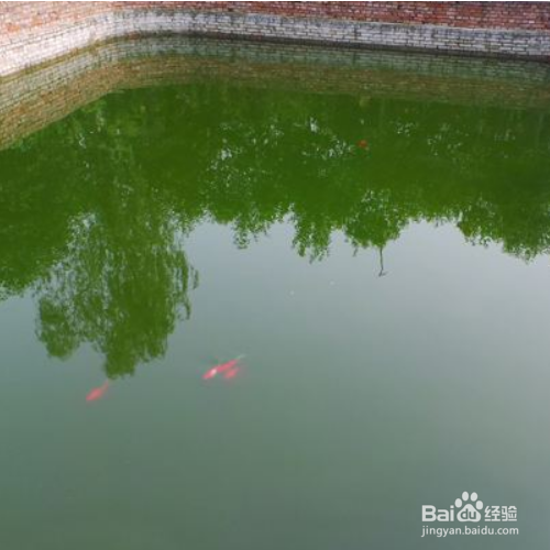 池塘养鱼的方法和技巧