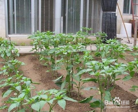 院子新垫的土怎么处理