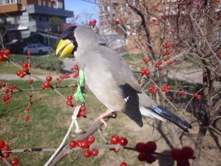 梧桐鸟怎样挑选
