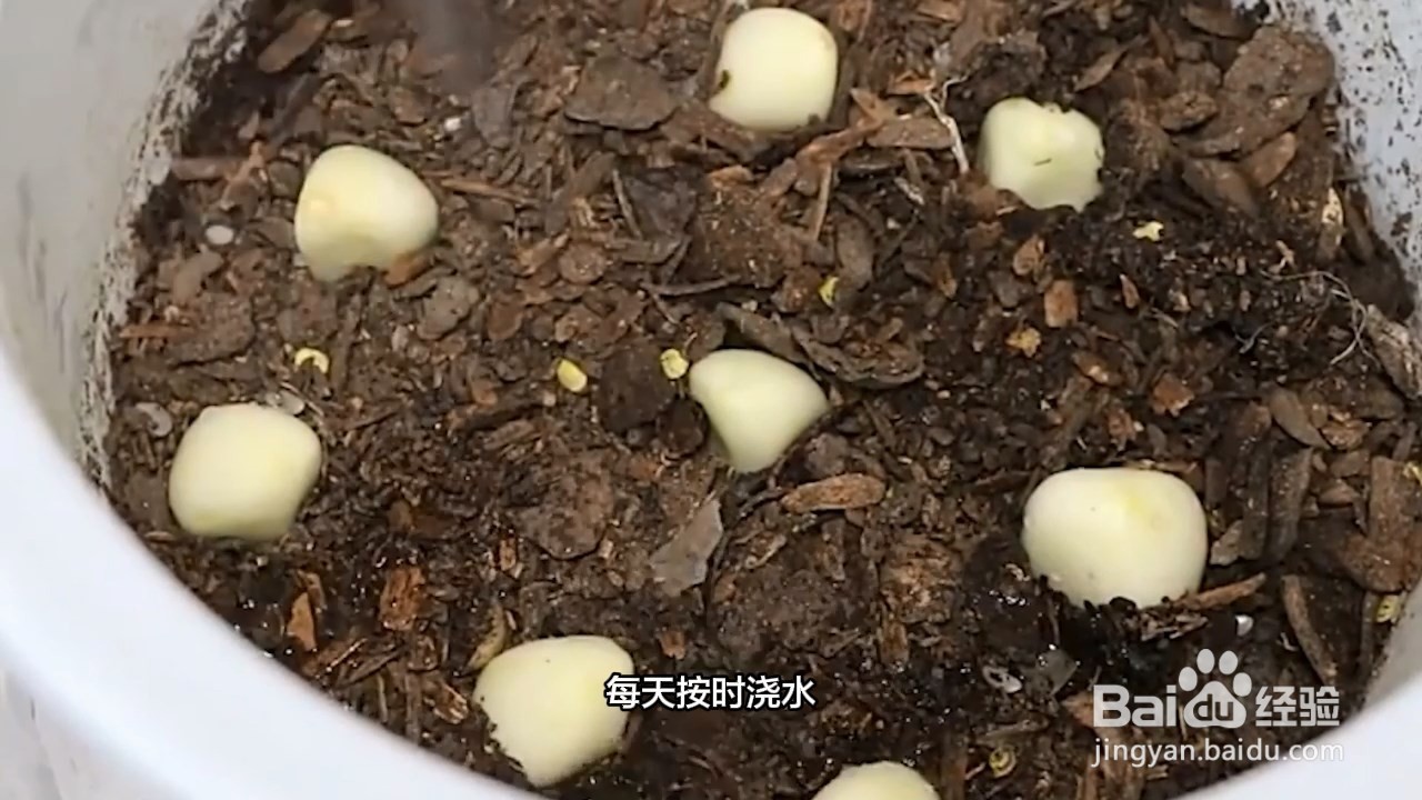 种大蒜的方法