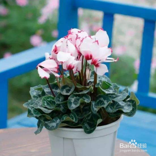 仙客来就剩一个种球怎么养