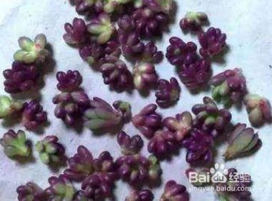 紫米粒多肉怎么移盆 百度经验 紫米粒多肉怎么移盆 百度经验