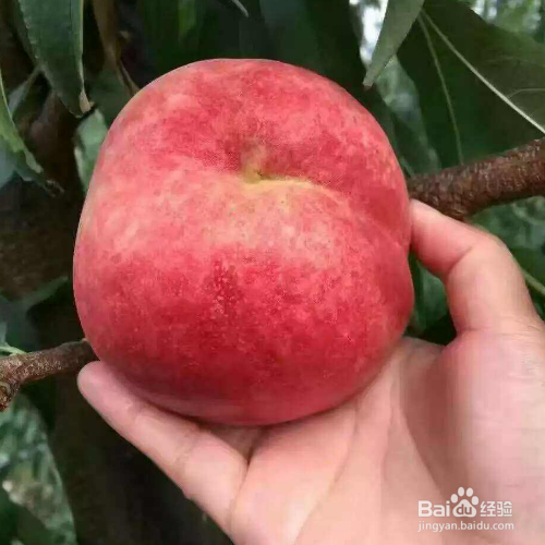 桃树秋天开花是什么原因