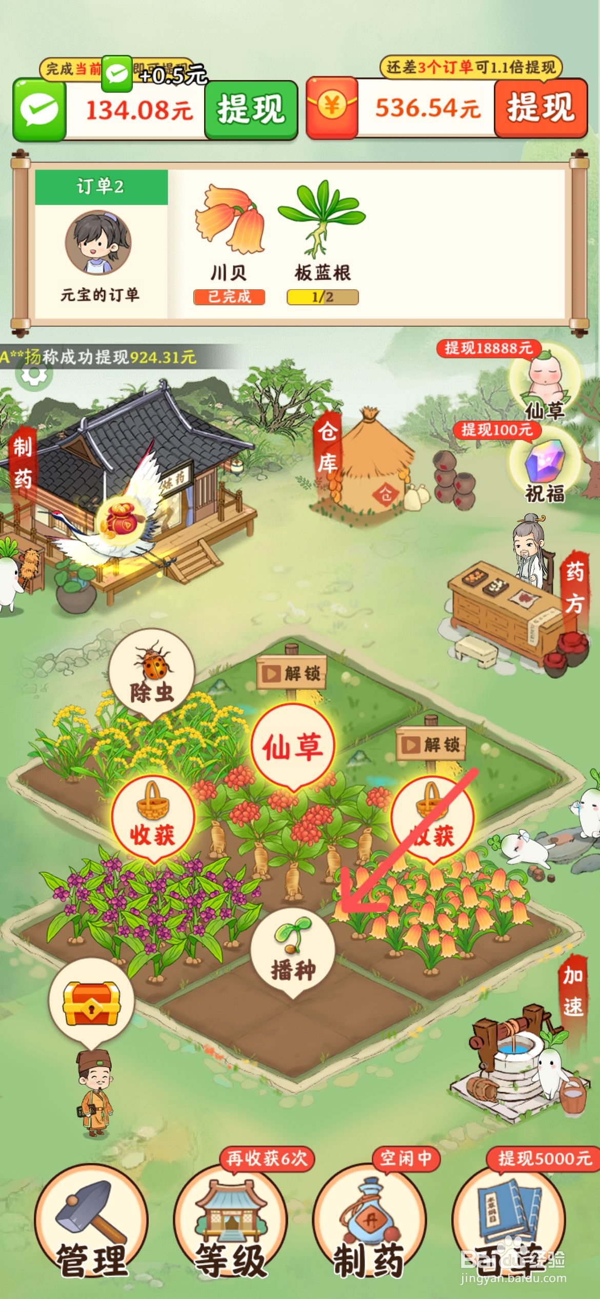 神农世家怎么在农田上种上当归药材