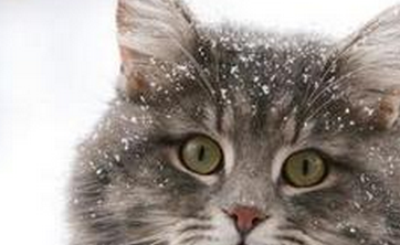 猫咪冬季的饲养方法？