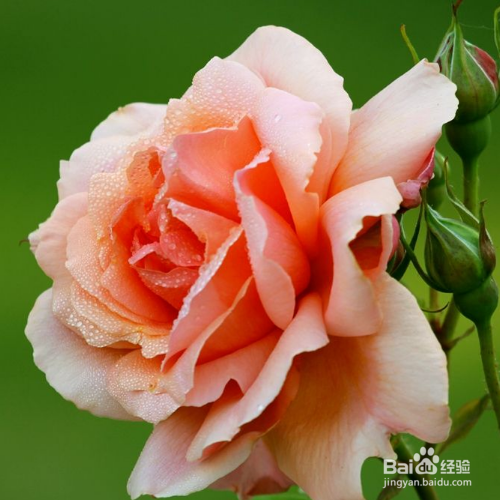 玫瑰花黄叶掉叶怎么办