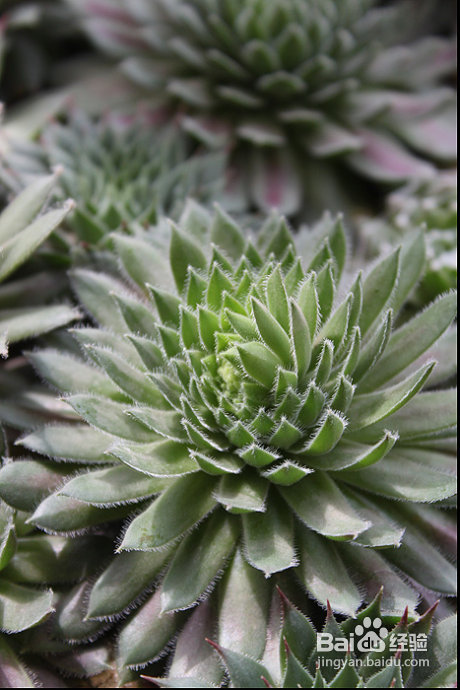 三伏天，损失惨重