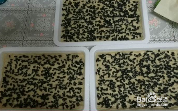 如何在阳台用纸种蔬菜?