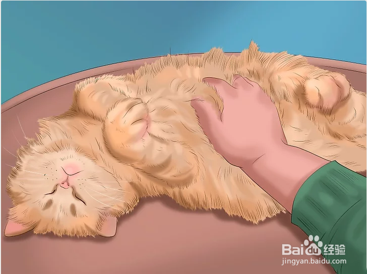 3种正确方法教你如何撸猫（图文教程）？