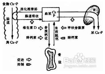 儿童脚趾甲不光滑是什么原因