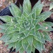 波露叶子干瘪怎么办