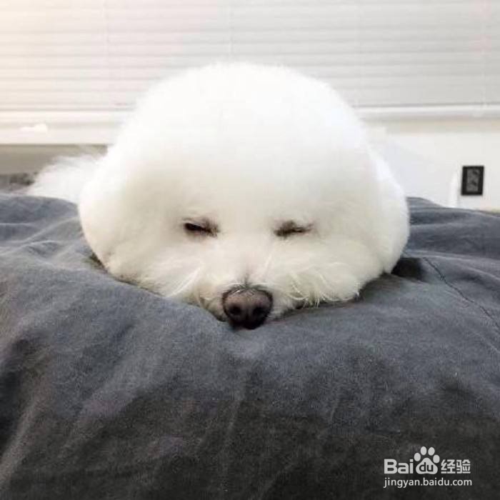 爱尔兰猎狼犬的养护知识