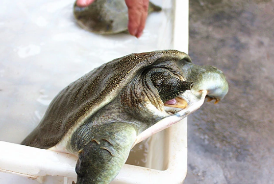 鳖甲放水桶它会不会跑出来，要不要拿东西盖住