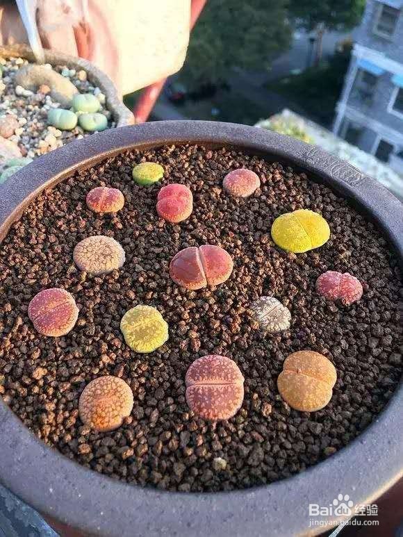 3种花要“贱养”，1个月不浇水反而长得好！