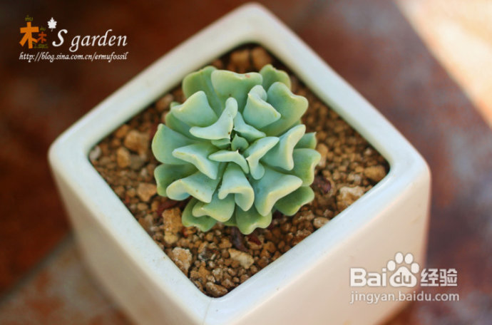 植物摄影小窍门+皮神山大王记