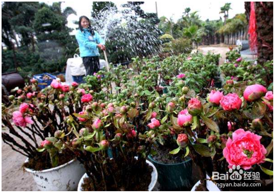 养牡丹花你需要知道哪些？