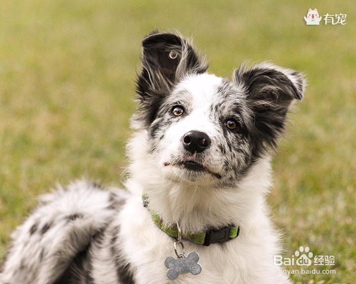 狗界高材生——边牧