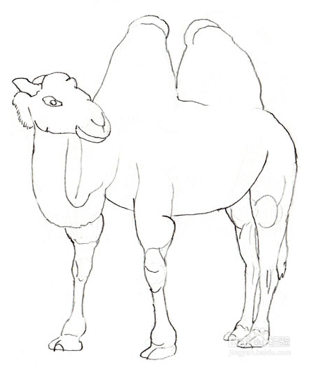 如何画一头骆驼