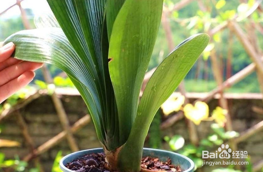 君子兰怎么养才茂盛