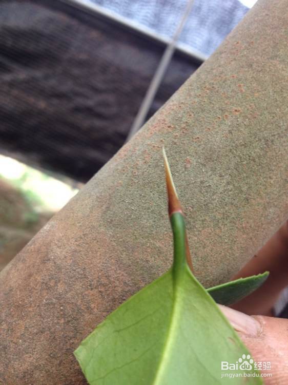 茶花的嫁接方法图解