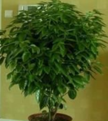 元宝树叶子干枯怎么治