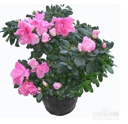 朋友乔迁新居送什么