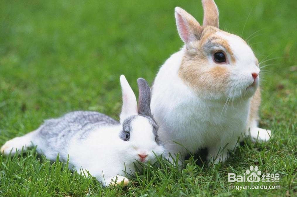 8种巨毒肉类吃了夺命