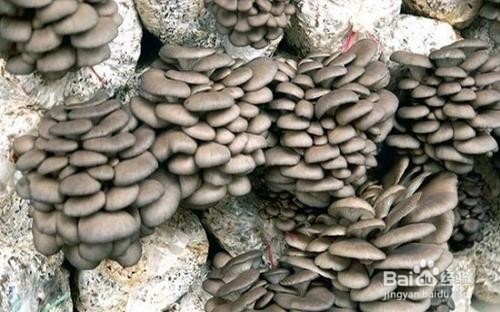 平菇出完一茬菇后该怎么管理