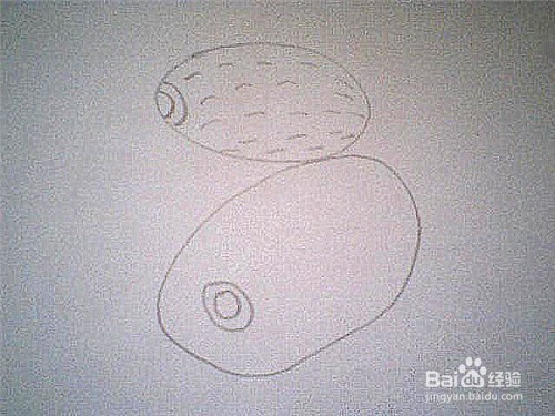 简笔画猕猴桃这样画