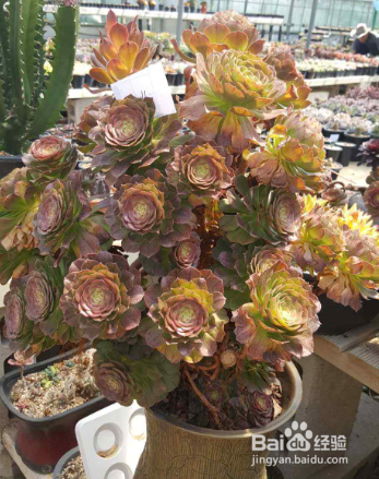 多肉万圣节怎么养