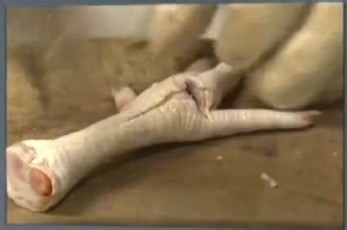 凤爪快速去骨头 无骨凤爪完全不吐