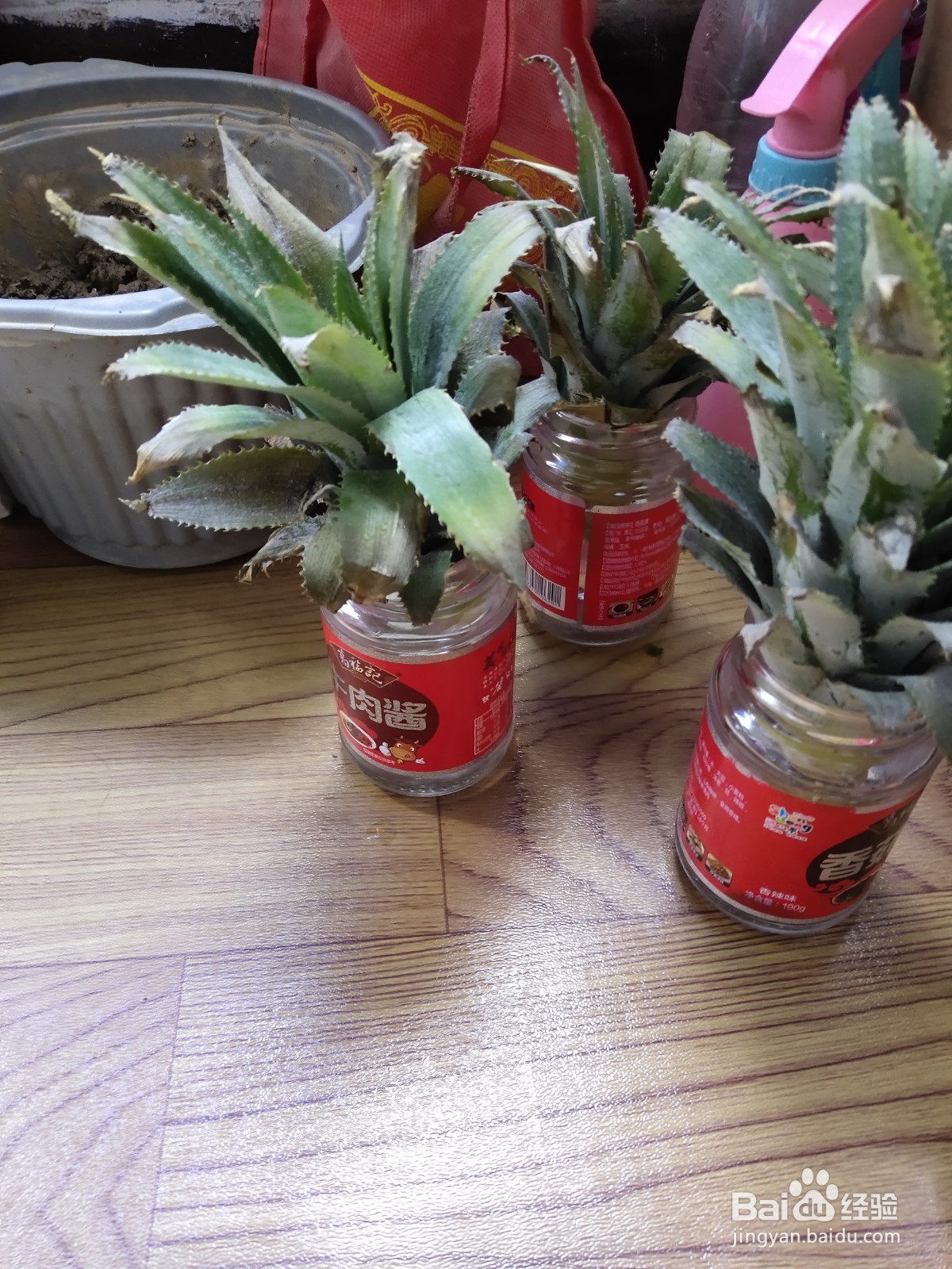 吃剩的菠萝头盆栽