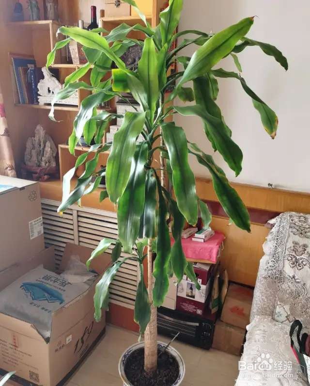 10个养花常识，杜绝黄叶落叶，花儿蹭蹭长