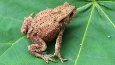 蛤蟆叫声扰民小妙招