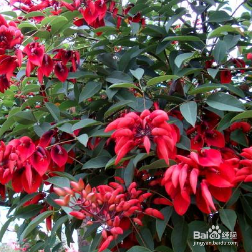 在家中该怎么养殖鸡冠刺桐？