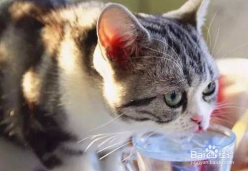猫咪呕吐怎么办 百度经验
