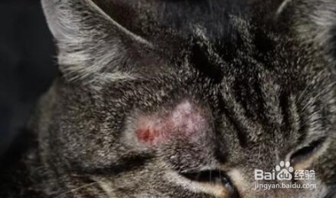 怎么判断是不是猫藓?