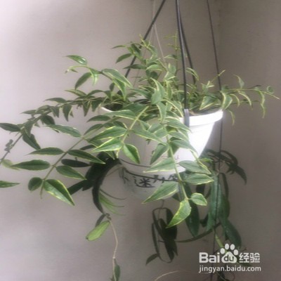 贝拉球兰怎么样