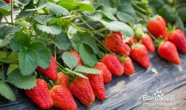 草莓种子育苗方法