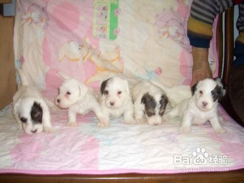 如何选购西里汉犬