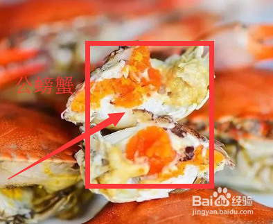 怎么轻松辨别螃蟹公母？