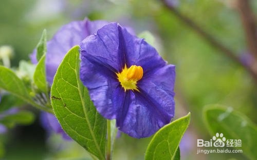 龙胆花盆栽怎么养