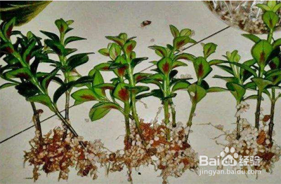 金鱼吊兰的扦插方法和注意事项